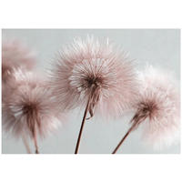 FOTOTAPETE Pusteblume Boho Wohnzimmer 150x105 - Multicolor, Papier (150/105cm) - Wallarena