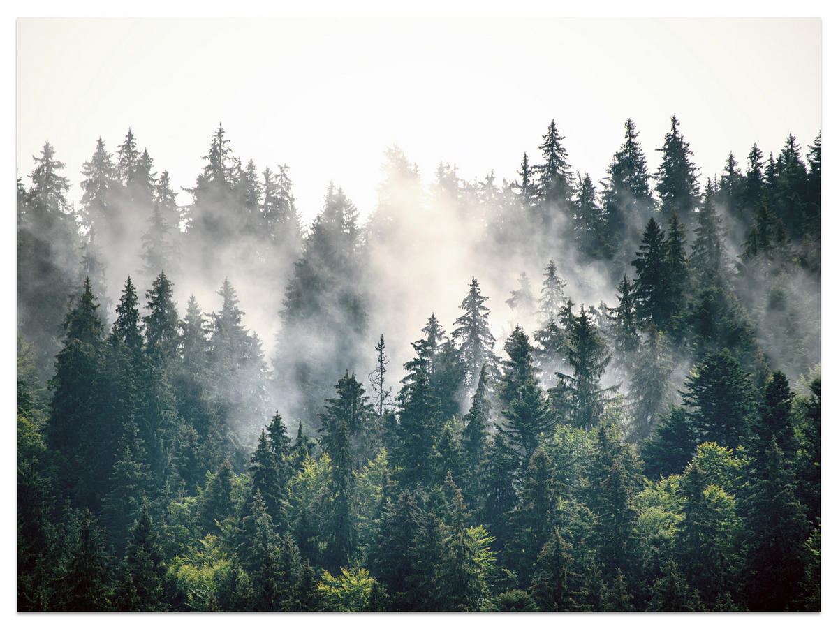FOTOTAPETE für Wohnzimmer Nebeliger Nadelwald Berg Mystik Bäume 500x350 - Weiß/Grün, Papier (500/350cm) - Muralo