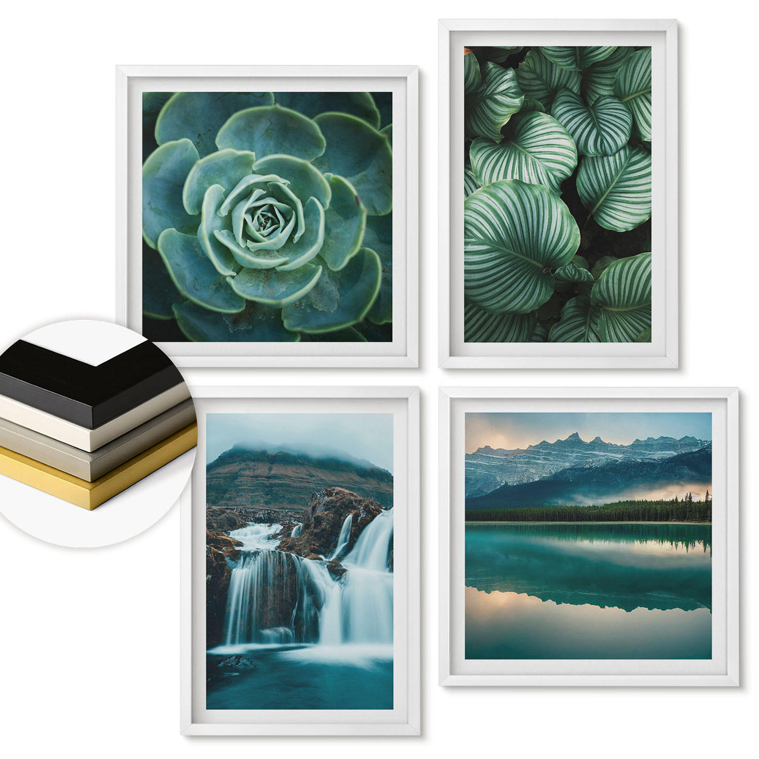 WANDBILDER 4er-Set - 50x50 cm & 40x60 cm Weißer Rahmen - Nahaufnahmen von Blättern sukkulenter Pflanzen - Weiß, Kunststoff (50/50cm) - ArtPrintCave