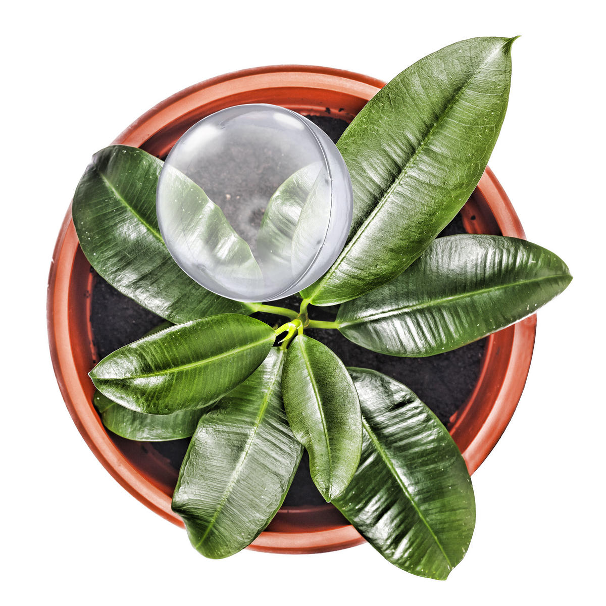 10XBEWÄSSERUNGSKUGEL - Transparent, Kunststoff (8/28/8cm) - Relaxdays