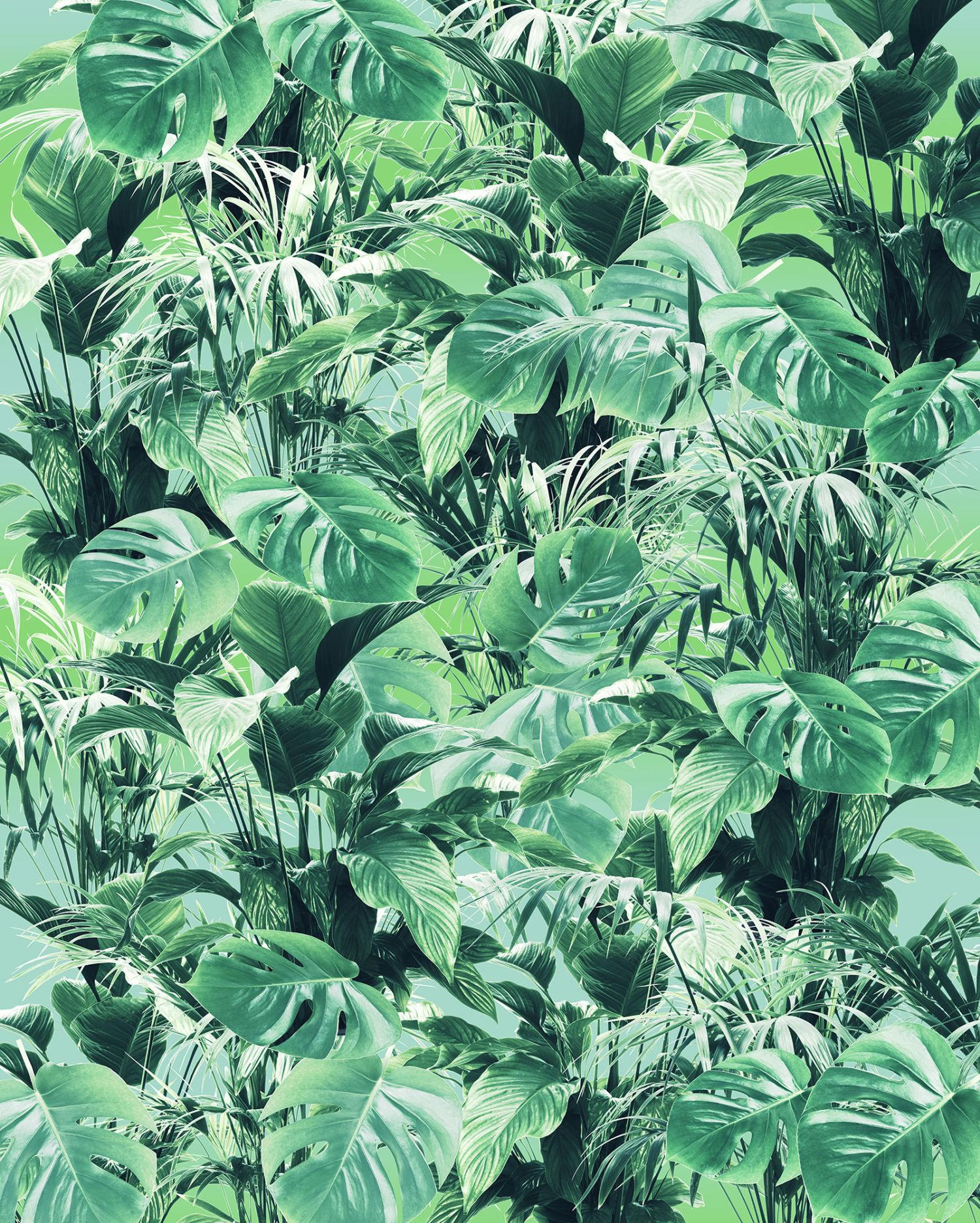 FOTOTAPETE Dschungelblätter 200 x 250 cm - Grün, Papier (200/250cm) - Sanders & Sanders