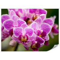 FOTOTAPETA Pre Obývaciu Izbu Kytica Fialových Orchideí 450 x 315 cm - zelená/ružová, papier (450/315cm) - Muralo