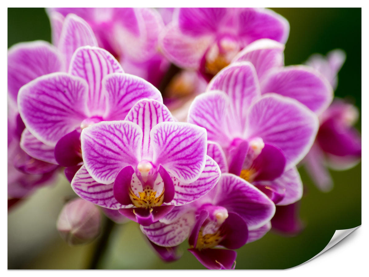 FOTOTAPETA Pre Obývaciu Izbu Kytica Fialových Orchideí 450 x 315 cm - zelená/ružová, papier (450/315cm) - Muralo