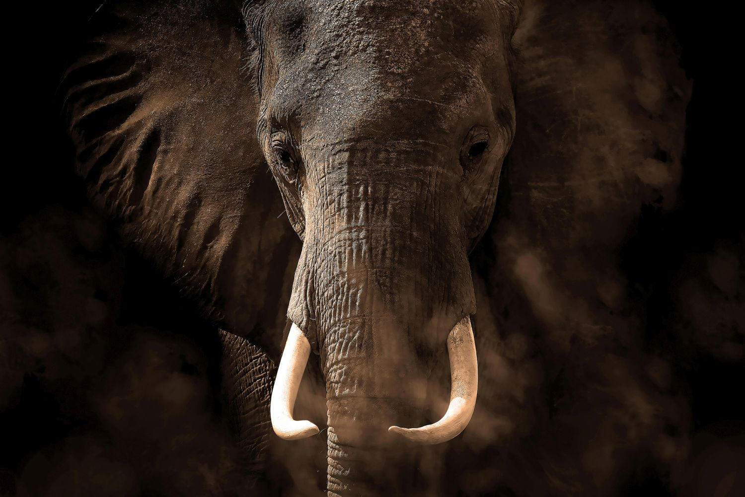 FOTOTAPETE Elefant 375 x 270 cm - Grau, Papier (375/270cm) - Sanders & Sanders