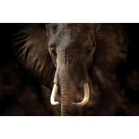 FOTOTAPETE Elefant 375 x 270 cm - Grau, Papier (375/270cm) - Sanders & Sanders