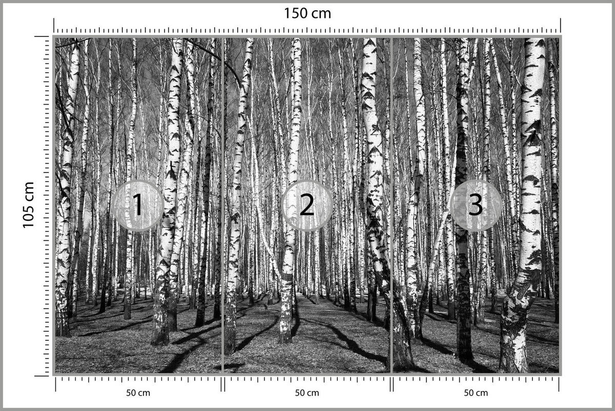 FOTOTAPETE für Wohnzimmer Birkenwald Schwarz-Weiß Minimalistisch 150x105 - Schwarz/Weiß, Papier (150/105cm) - Muralo
