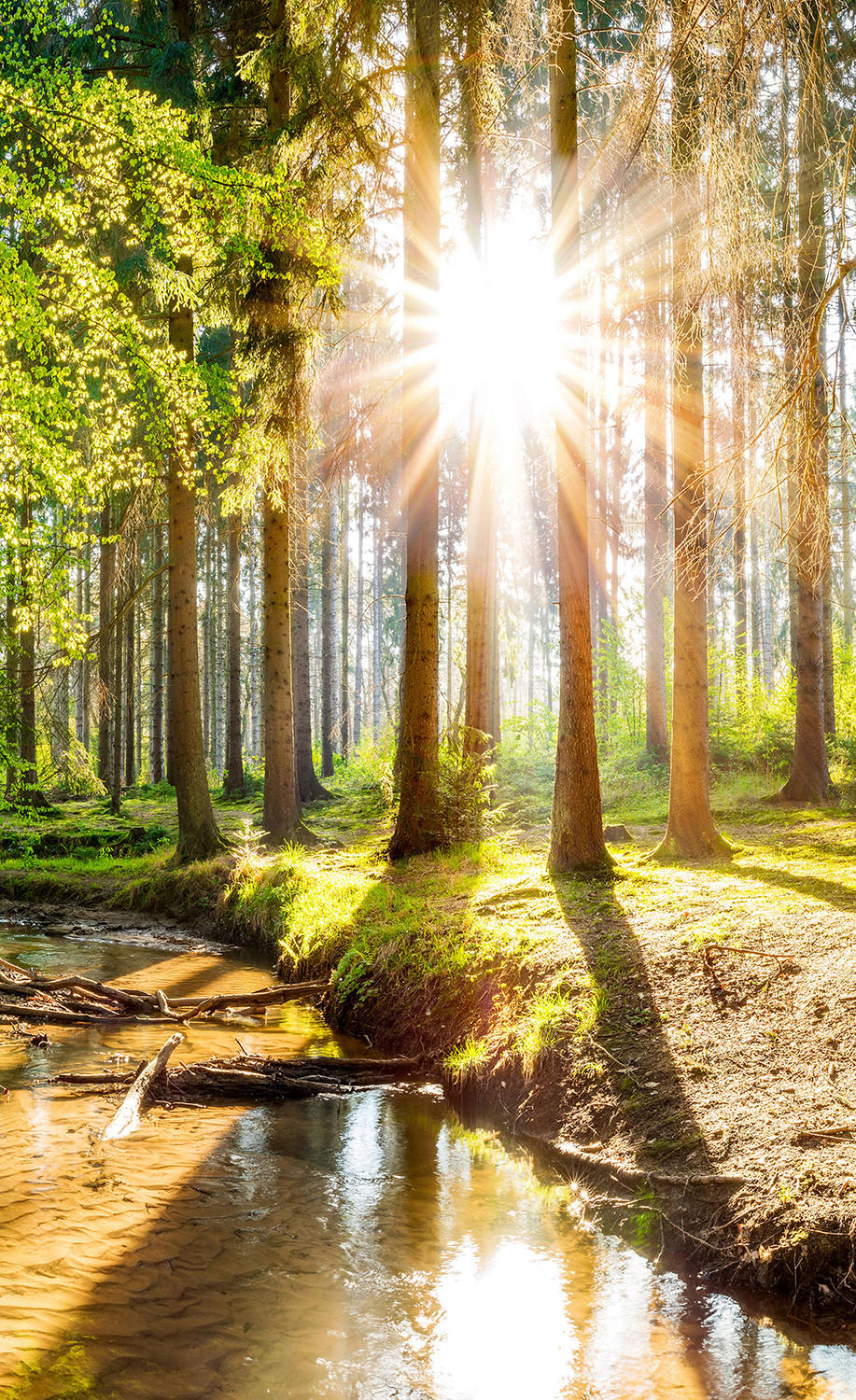 VERDUNKELUNGSROLLO 110x180 cm Sonne im Wald - Braun, Textil (110/180cm) - TULUP