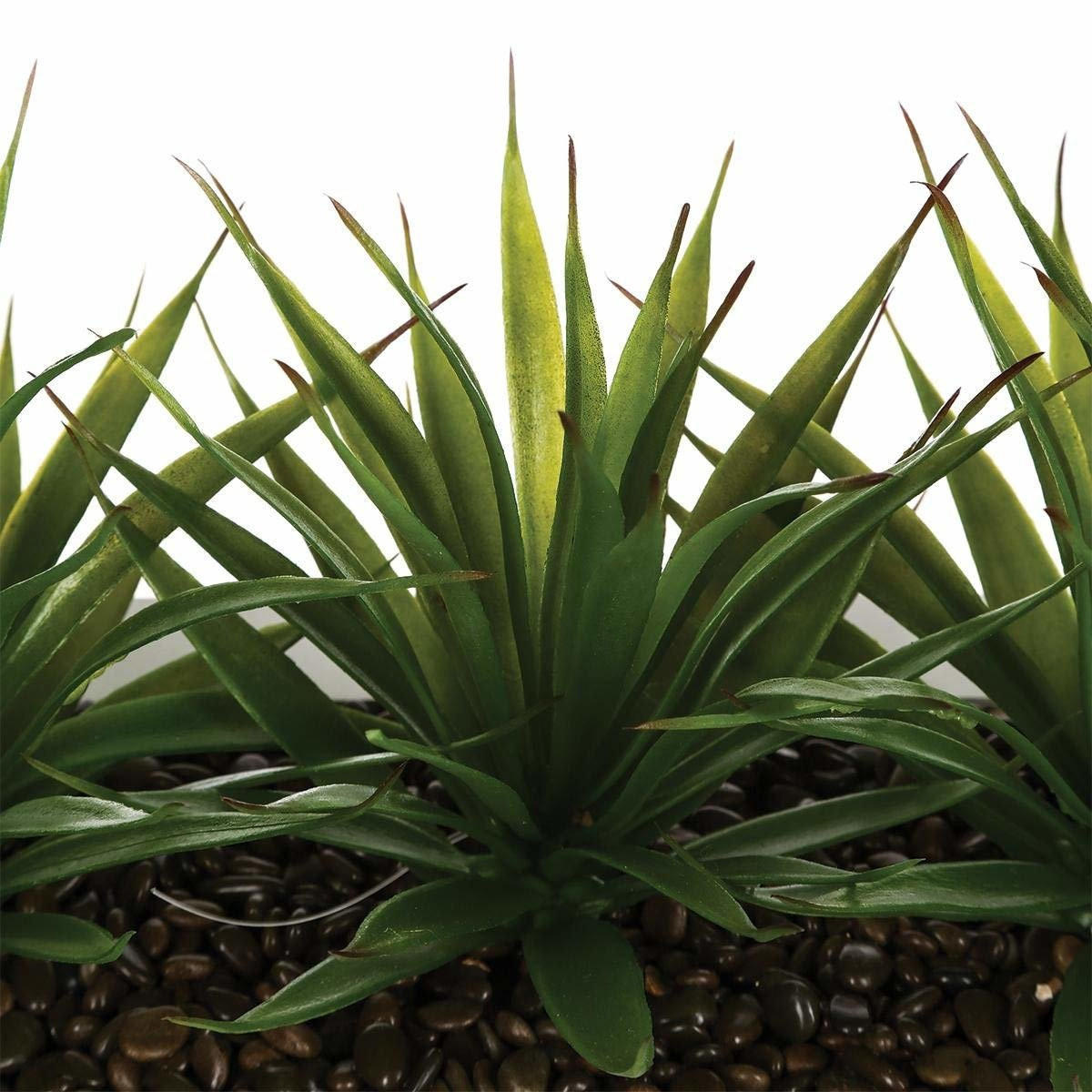BLUMENTOPF mit drei Sämlingen von Aloe Vera 31/16/17 cm - Grün, Kunststoff (17cm) - Atmosphera Createur d´interieur