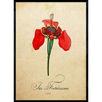 POSTER Schwertlilie. A4 Rahmenlos - Klar, Papier (29.7/5/21cm) - Nacnic