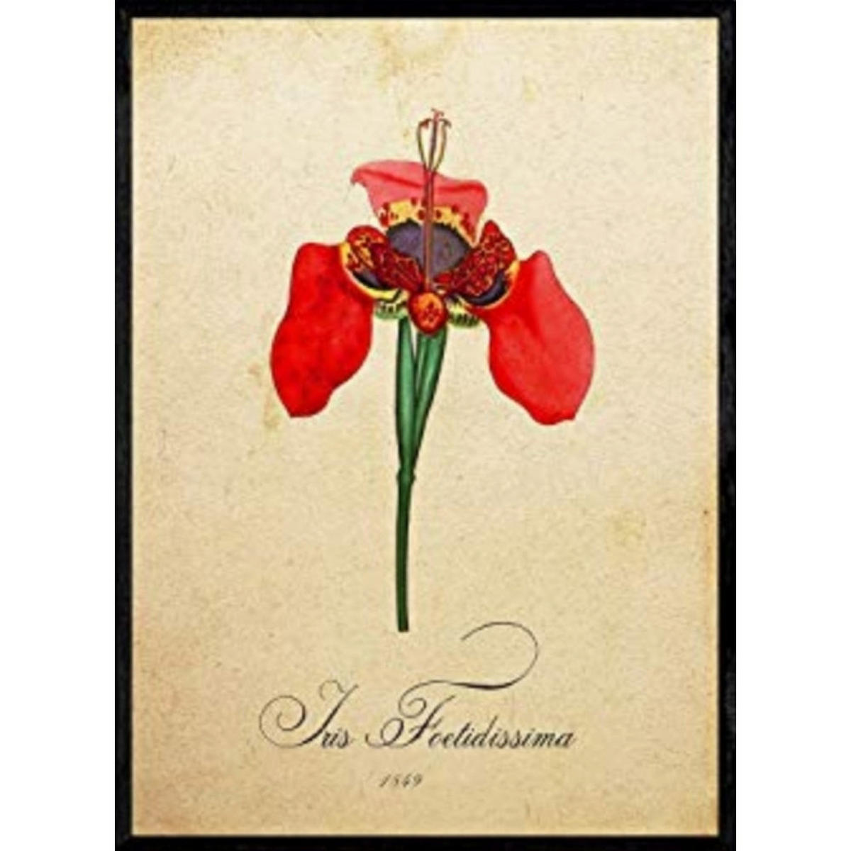 POSTER Schwertlilie. A4 Rahmenlos - Klar, Papier (29.7/5/21cm) - Nacnic