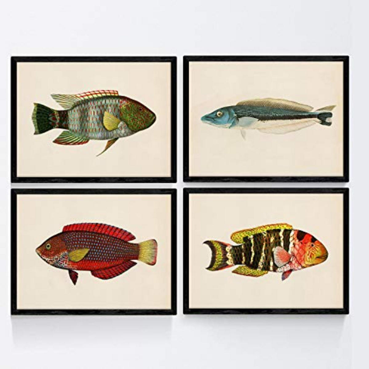 POSTER Set mit 4 Fischwirkung Jahrgang grün rot blauer A3 Schwarzer Rahmen - Schwarz, Papier (29.7/3cm) - Nacnic