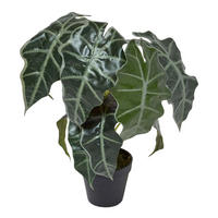 KUNSTPFLANZE Alocasia, 50 cm - Grün, Kunststoff (50cm) - Homescapes