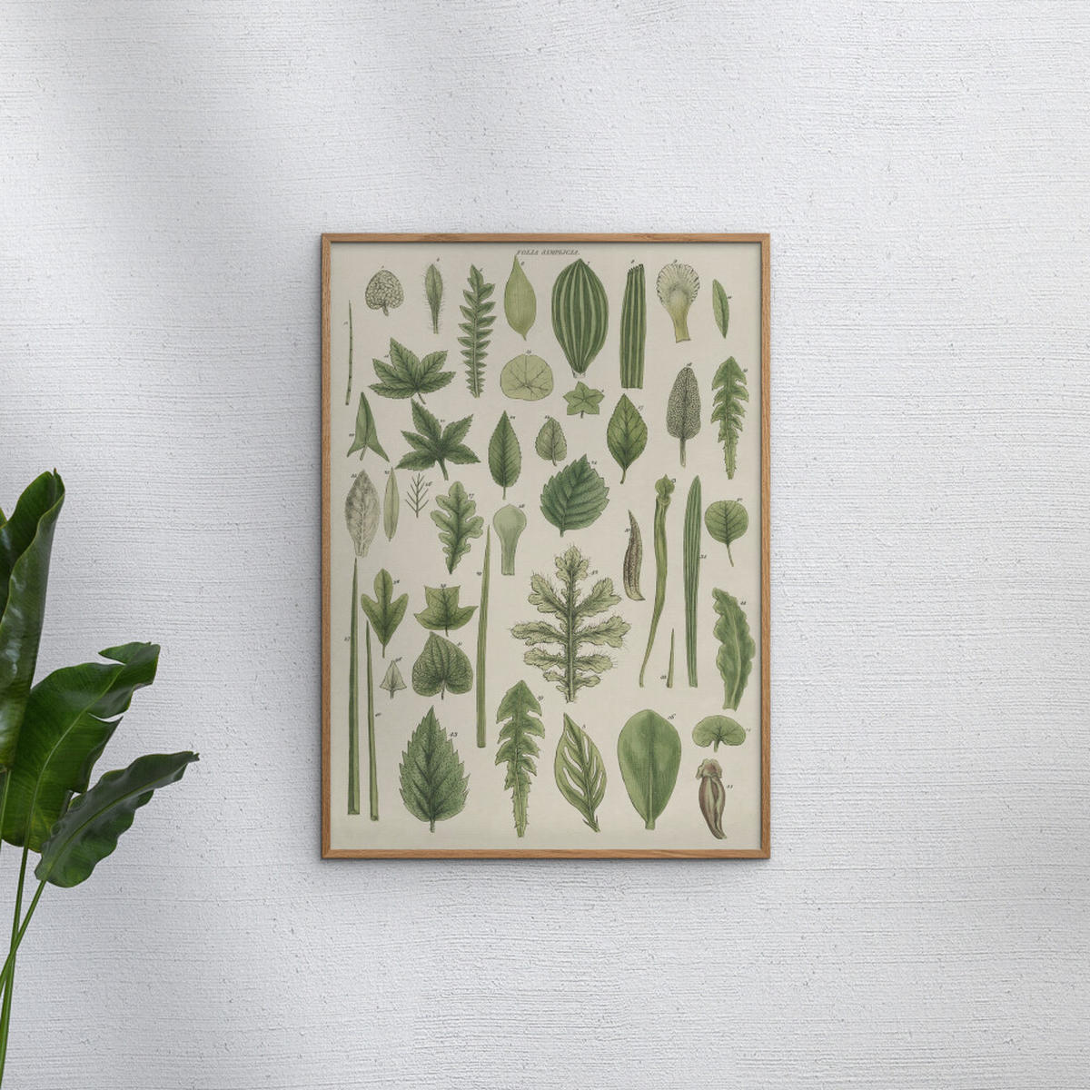 POSTER Wild Apple - Assortment of Leaves II - Grün, Papier (30/40/0.1cm) - Poster&Frame