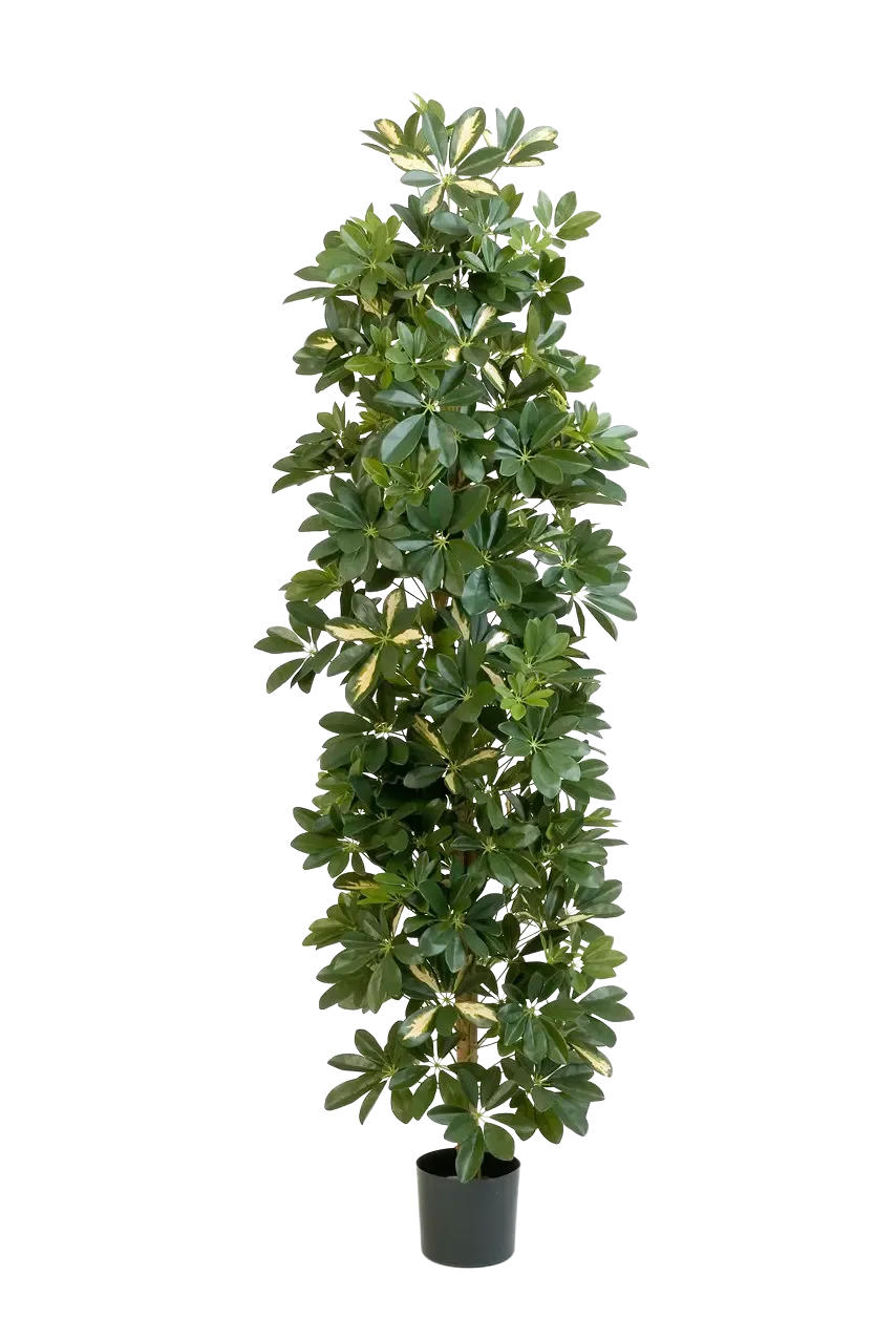 KUNSTBAUM Künstlicher Schefflera Baum - Osman 180 cm - Multicolor, Kunststoff (180cm) - aplanta