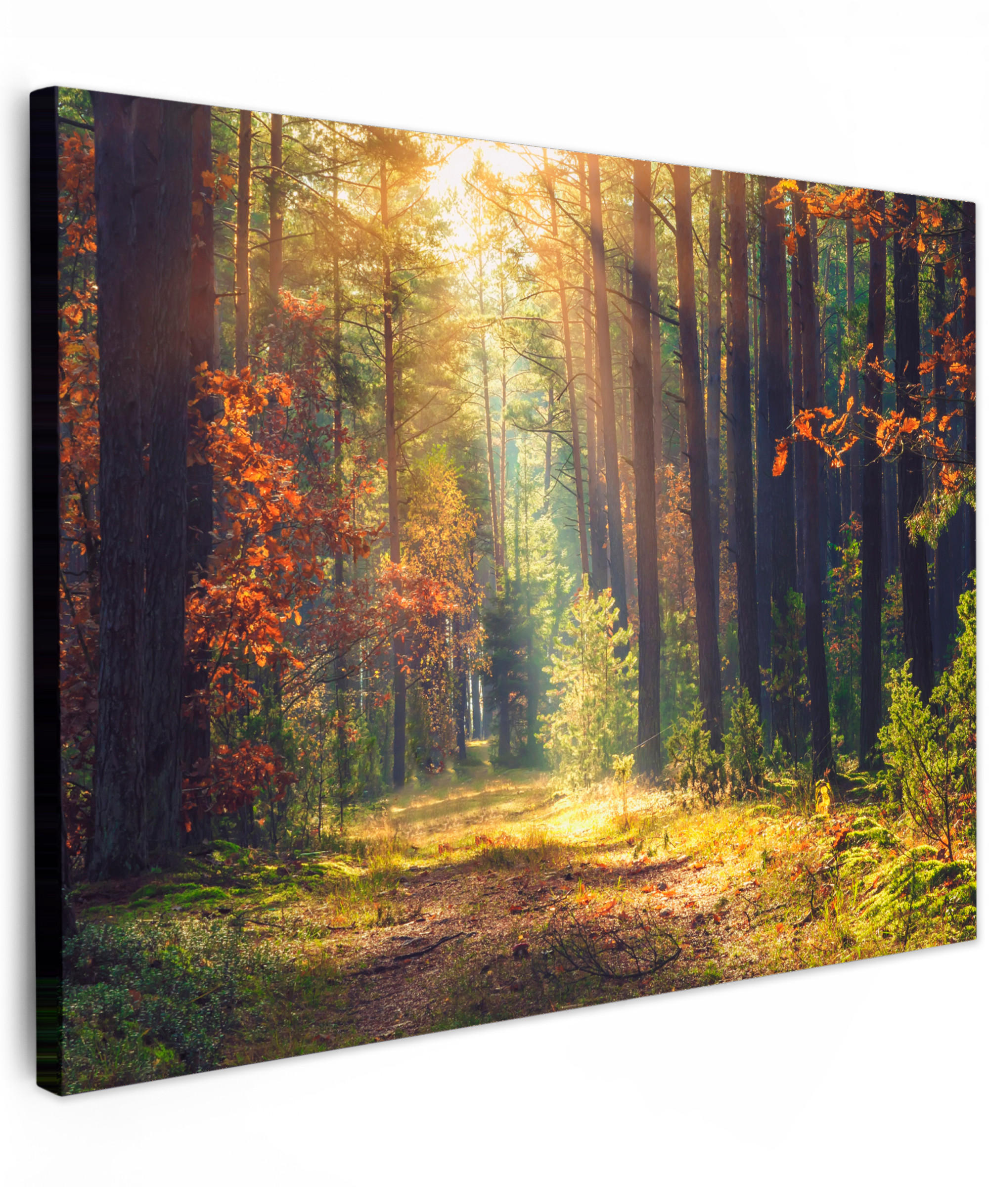 LEINWANDBILD Wald - Herbst - Bäume Wandbilder 80x60 cm - Dunkelgrün, Textil (80/60cm) - MuchoWow