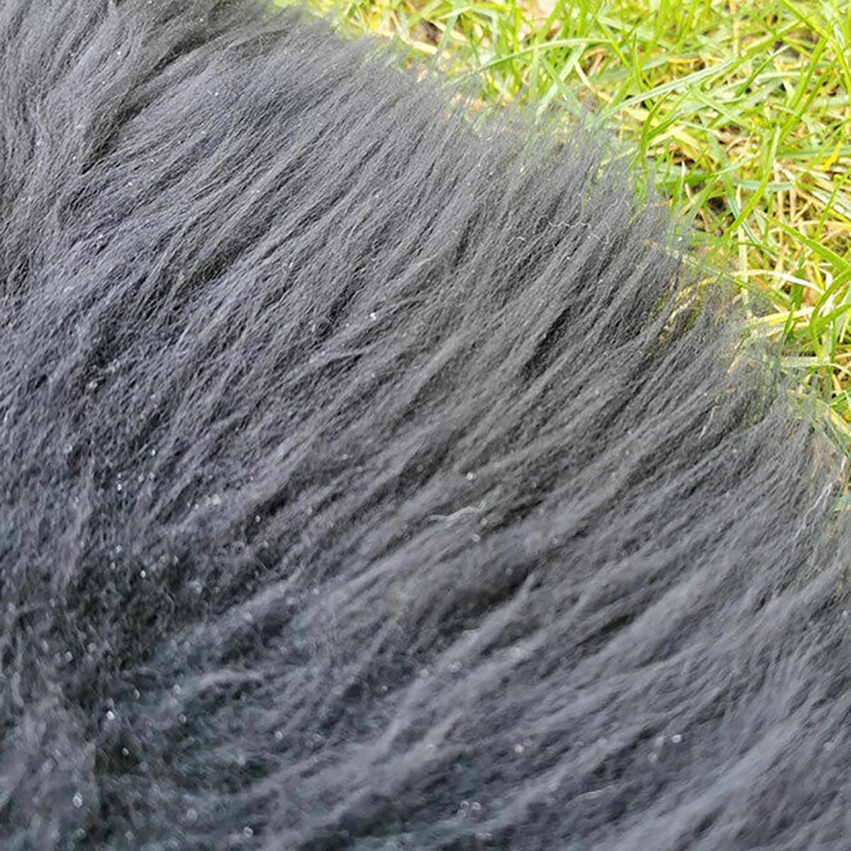 LAMMFELL Öko bunt gefärbt weich Fell Teppich Anthrazit ca. 90 cm - Schwarz, Fell (50/90cm) - Provellus