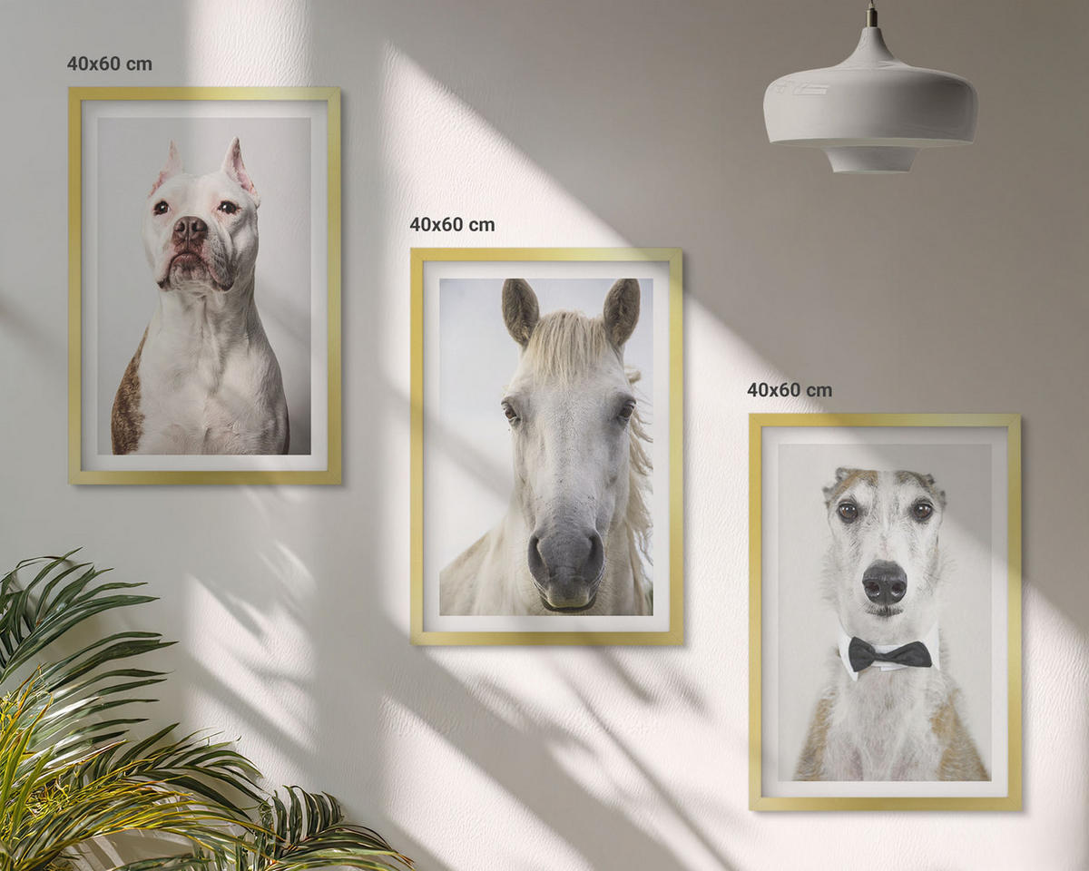 BILDER SET 3er Set - 40x60 cm Goldrahmen - Elegante Porträts von Hunden und Pferden - Goldfarben, Kunststoff (40/60cm) - TULUP