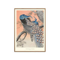 POSTER mit Rahmen A.P. Atelier - Two Peacocks on Tree Branch - Eichefarben/Multicolor, Holz/Papier (30/40cm) - Poster&Frame