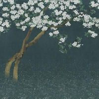 FOTOTAPETE Kirschblüten 371 x 280 cm - Blau, Papier (371/280cm) - Sanders & Sanders