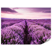 FOTOTAPETE für Schlafzimmer Lila Lavendel Wiese Harmonisch Romantisch 350x256 - Violett/Lila, Papier (350/256cm) - Muralo