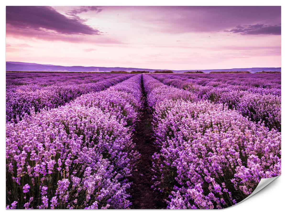 FOTOTAPETE für Schlafzimmer Lila Lavendel Wiese Harmonisch Romantisch 350x256 - Violett/Lila, Papier (350/256cm) - Muralo