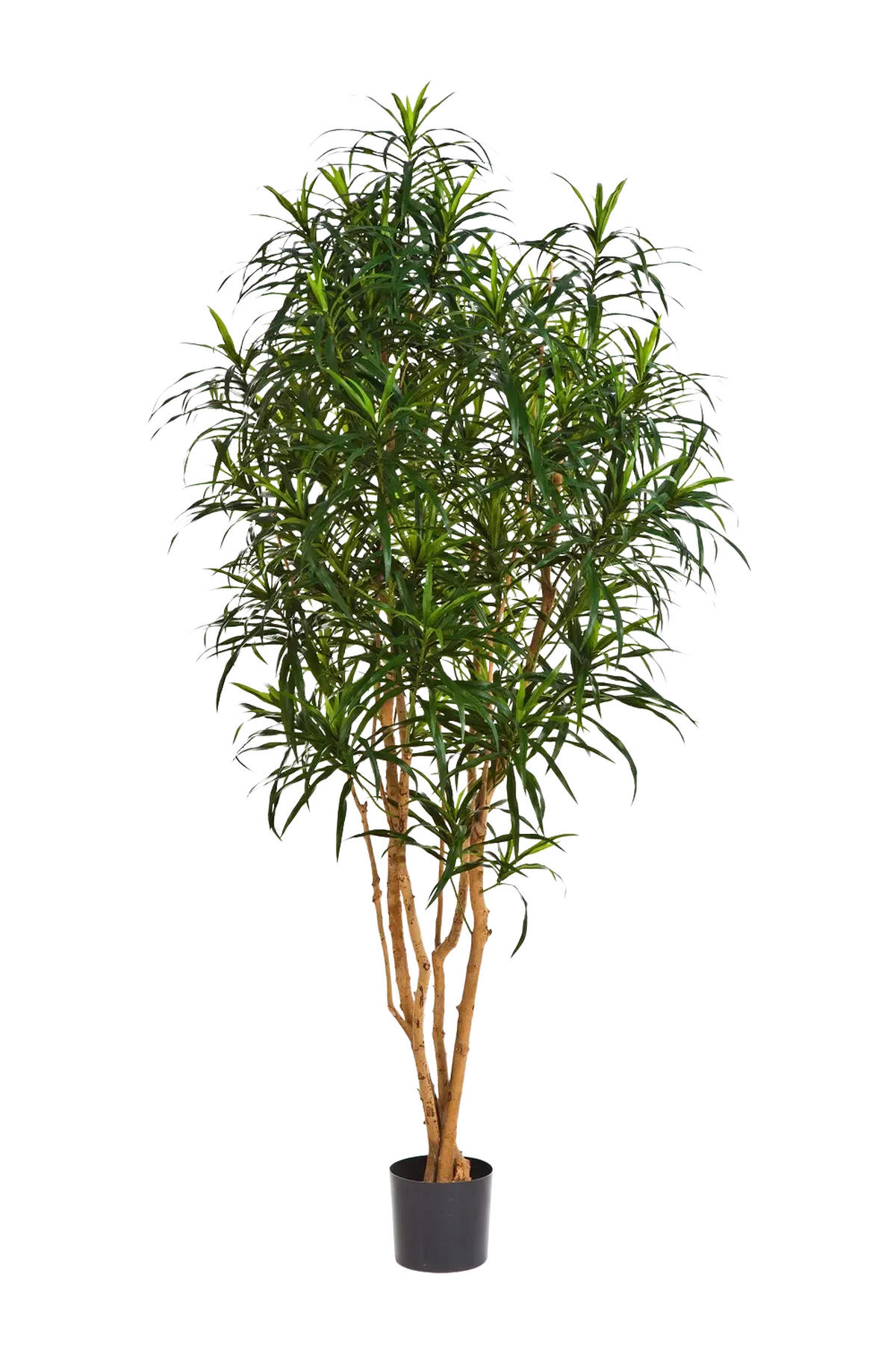 DRACHENBÄUME Künstlicher Drachenbaum - Hauke 180 cm - Grün, Kunststoff (180cm) - aplanta