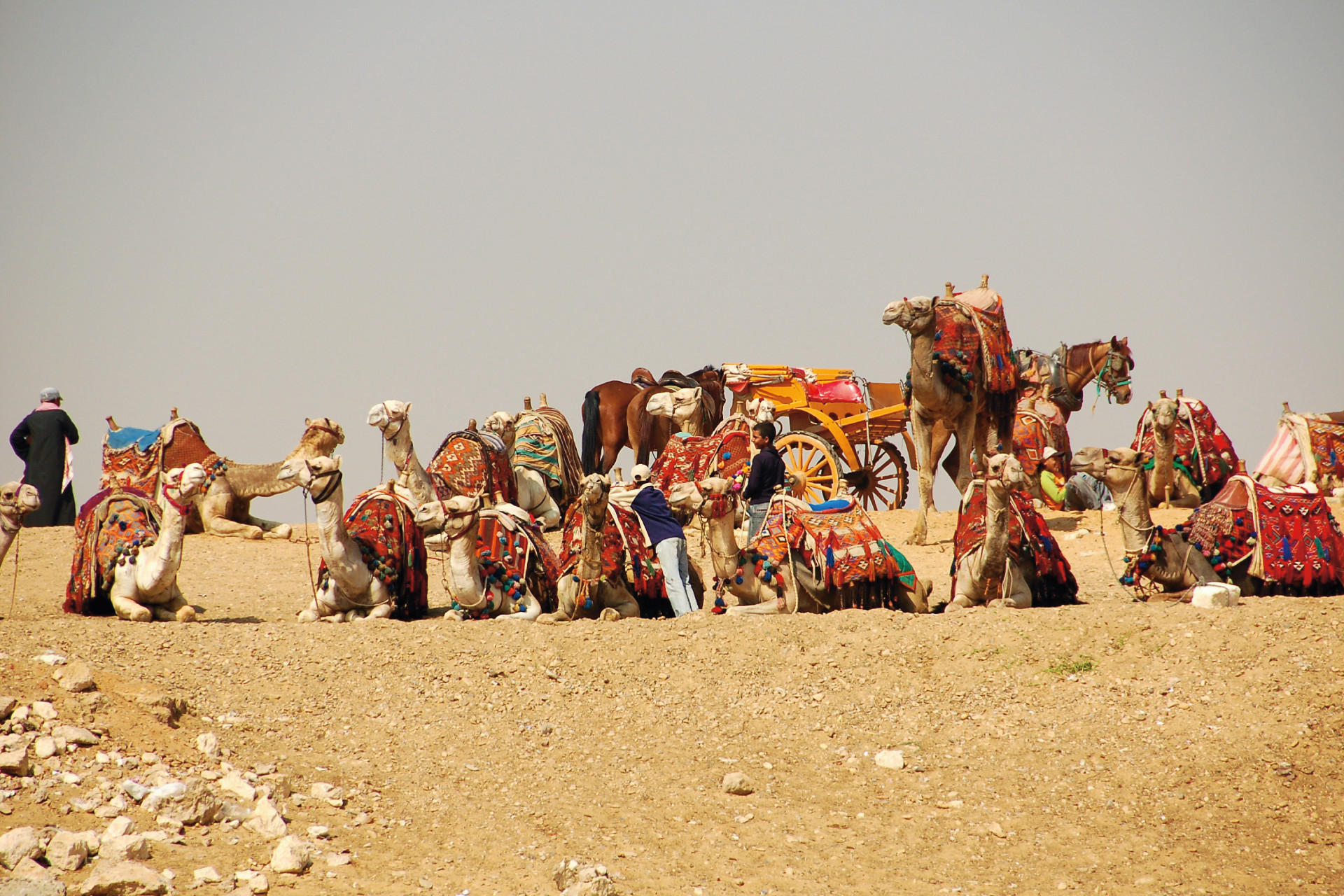 QÃ¼ste Kamele