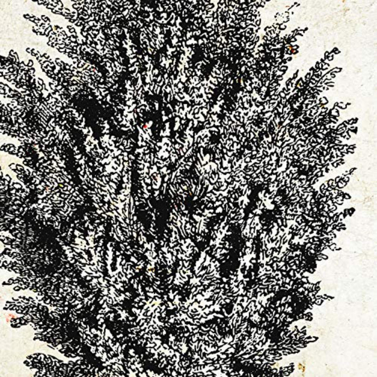 POSTER Set mit 4 Blättern der Bäume Sehr fondosos Jahrgang Hintergrund 20x20cm Rahmenlos - Klar, Papier (20/3cm) - Nacnic