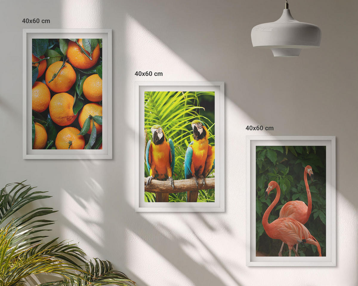 WANDBILDER 3er-Set - 40x60 cm Weißer Rahmen - Fruchtige Akzente in den Tropen - Weiß, Kunststoff (40/60cm) - ArtPrintCave