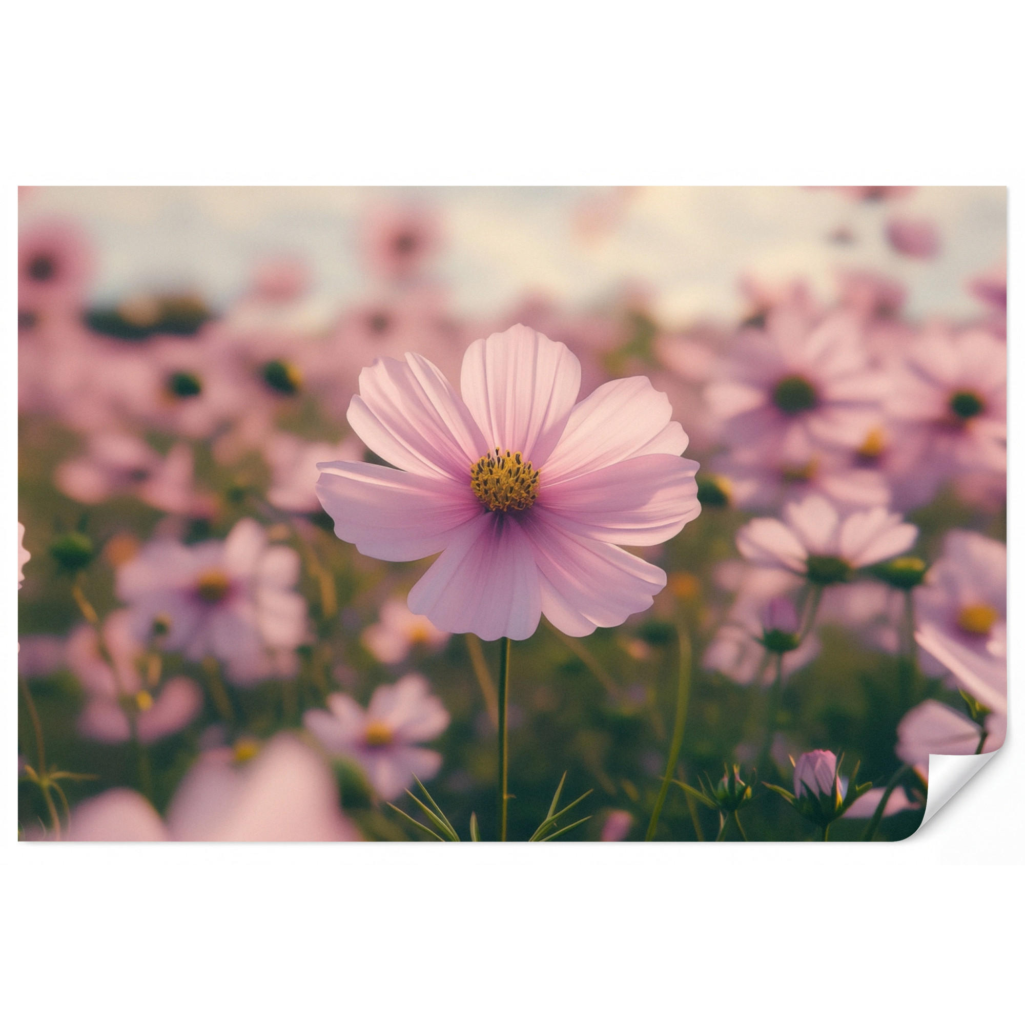 OnlyWow Tapete Rosa 450x300 cm