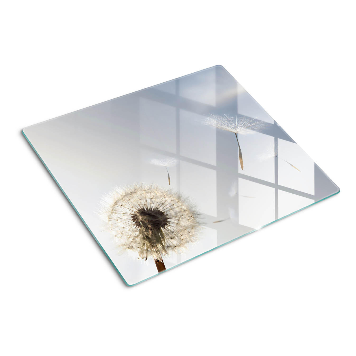 GLASPLATTE 60x52 cm Löwenzahn - Blau, Glas (60/0.4/52cm) - TULUP