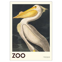 POSTER A.P. Atelier - The Zoo Collection — White Pelican — Edt. 001 - Weiß, Papier (70/100/0.1cm) - Poster&Frame