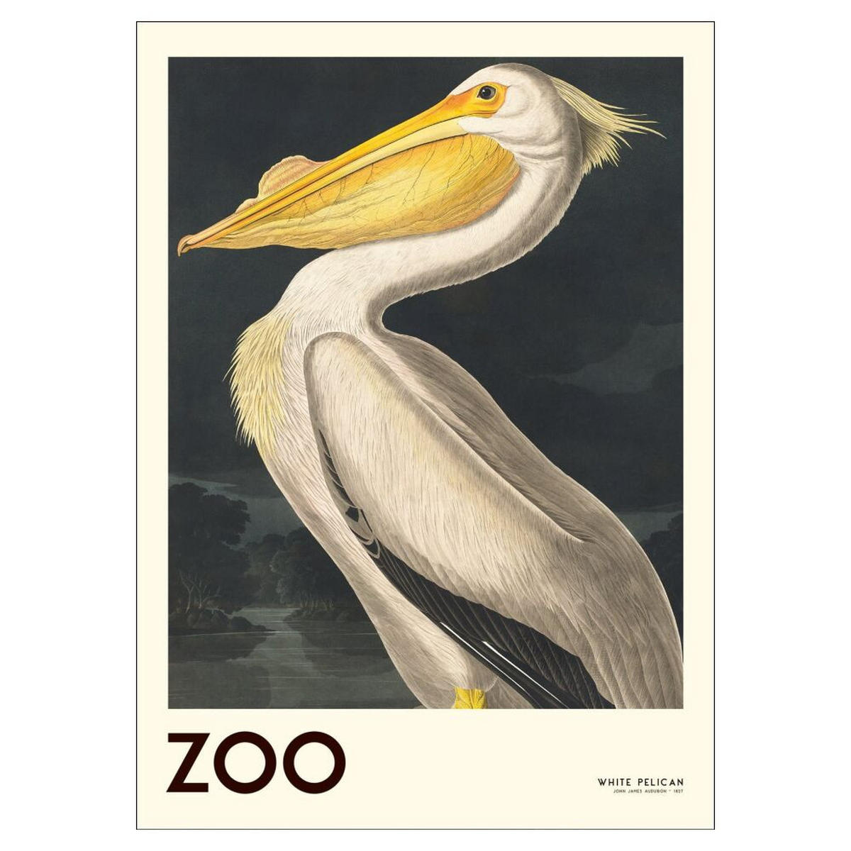 POSTER A.P. Atelier - The Zoo Collection — White Pelican — Edt. 001 - Weiß, Papier (70/100/0.1cm) - Poster&Frame