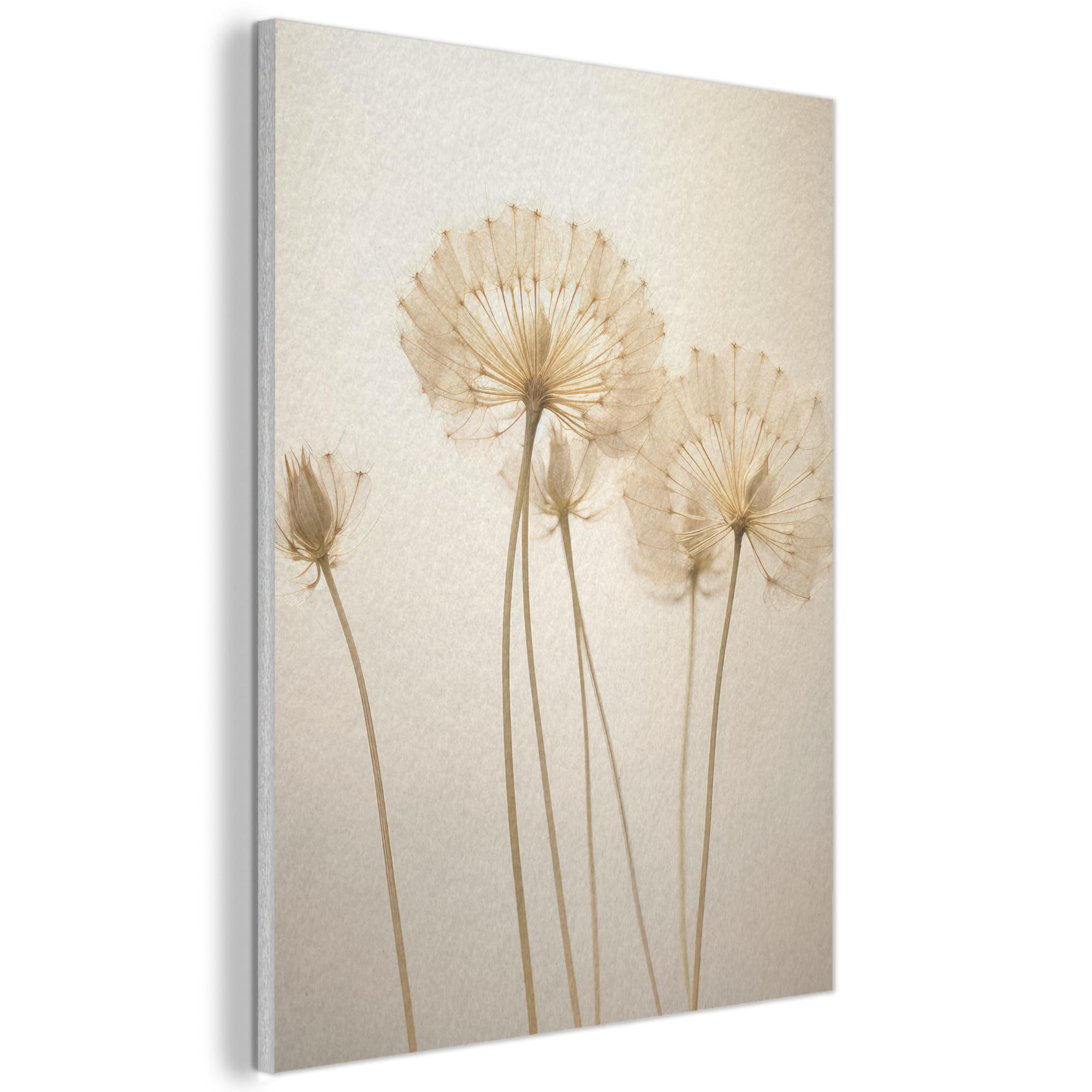 MuchoWow AKUSTICKÝ obraz Sluneční světlo - Pampeliška - Botanické - Květiny 60x80 cm