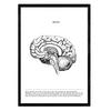 POSTER Anatomie Gehirn A3 Rahmenlos - Klar, Papier (29.7/5/42cm) - Nacnic