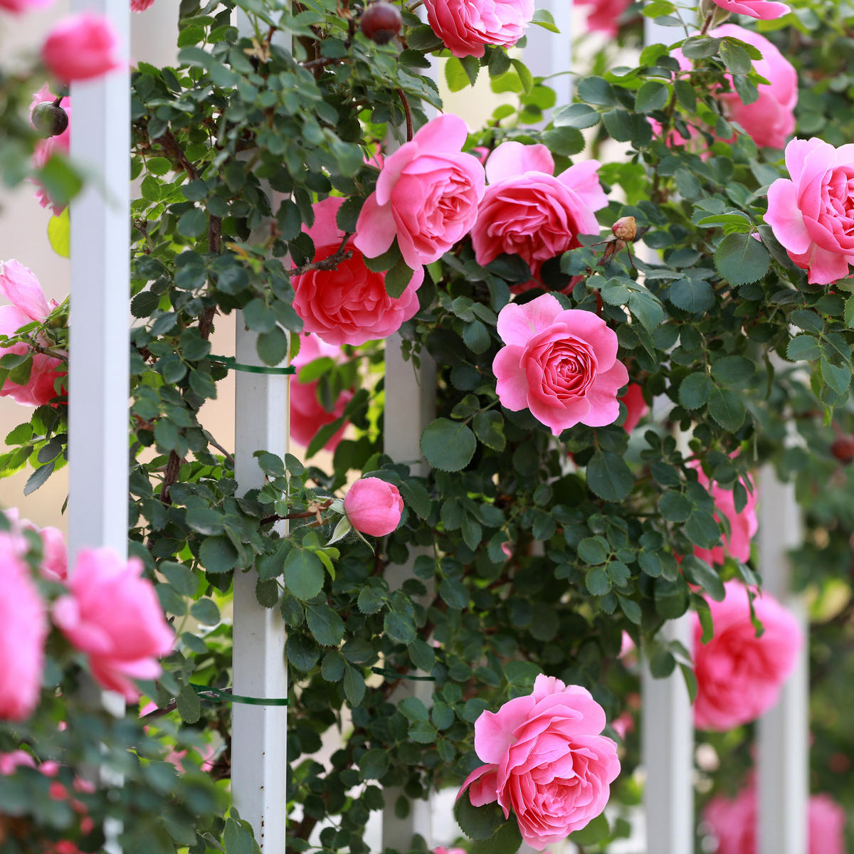 200XPFLANZENBINDER - Dunkelgrün, Kunststoff (0.9/23/0.2cm) - Relaxdays