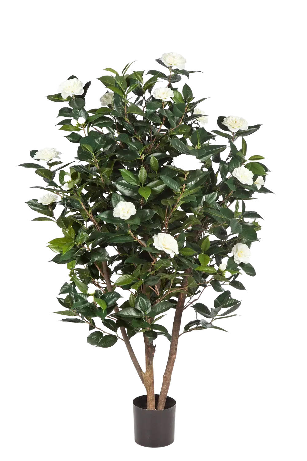 KUNSTBAUM Künstliche japanische Kamelie - Patrice 150 cm - Creme, Kunststoff (150cm) - aplanta