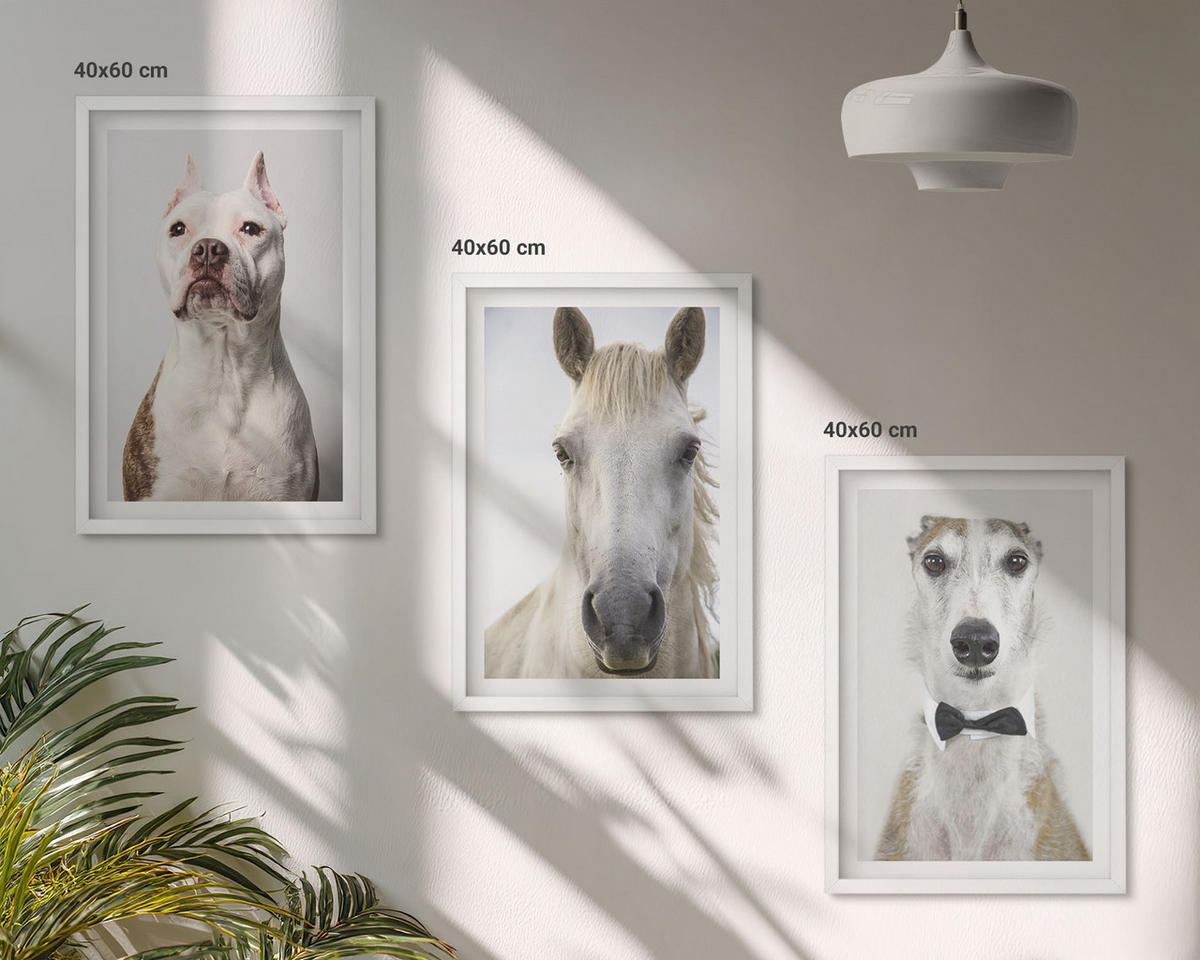 BILDER SET 3er Set - 40x60 cm Weißer Rahmen - Elegante Porträts von Hunden und Pferden - Weiß, Kunststoff (40/60cm) - TULUP