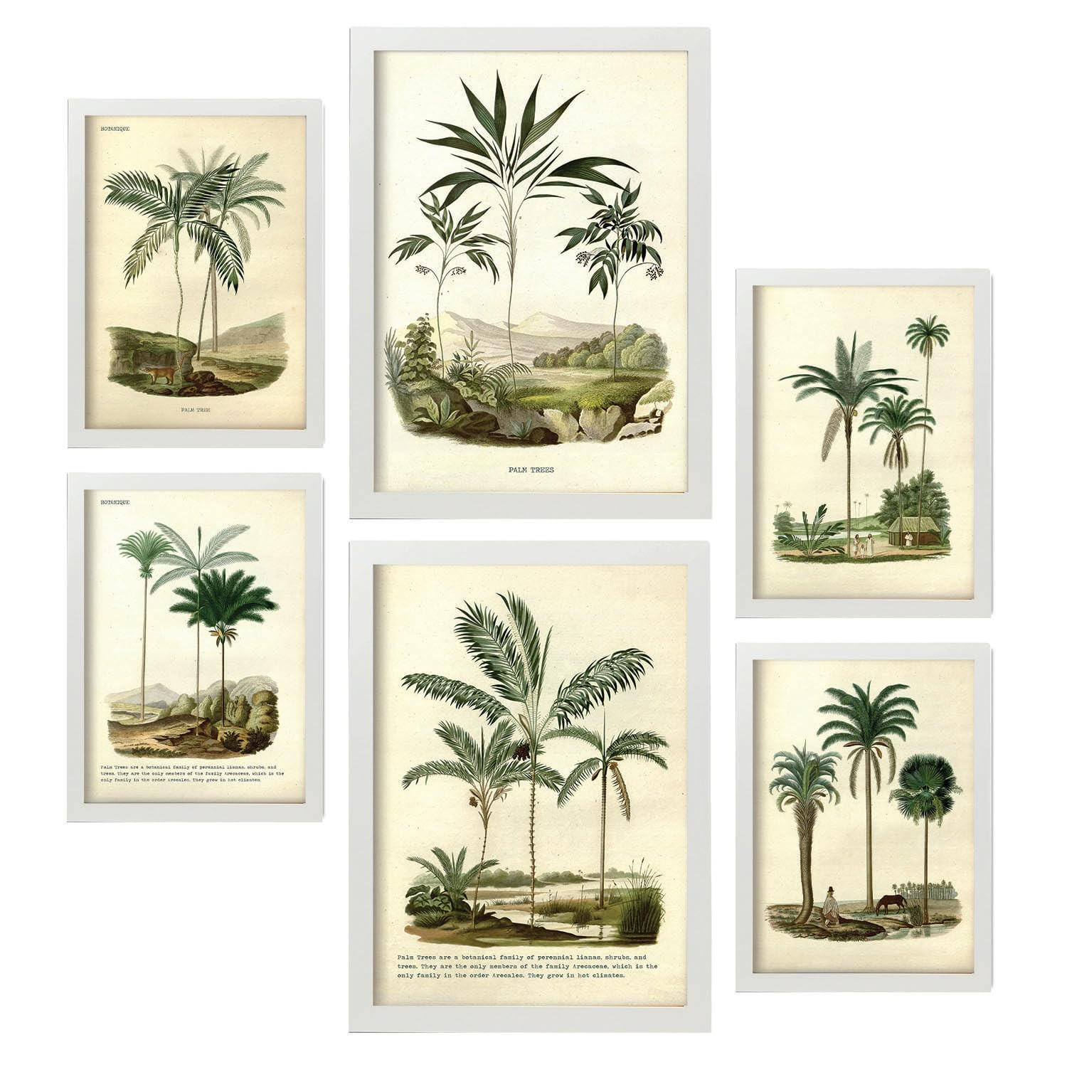 POSTER Set Mit 6 Palmen In Vintage A3 & A4 Weißer Rahmen - Weiß, Papier (29/3cm) - Nacnic