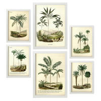 POSTER Set Mit 6 Palmen In Vintage A3 & A4 Weißer Rahmen - Weiß, Papier (29/3cm) - Nacnic