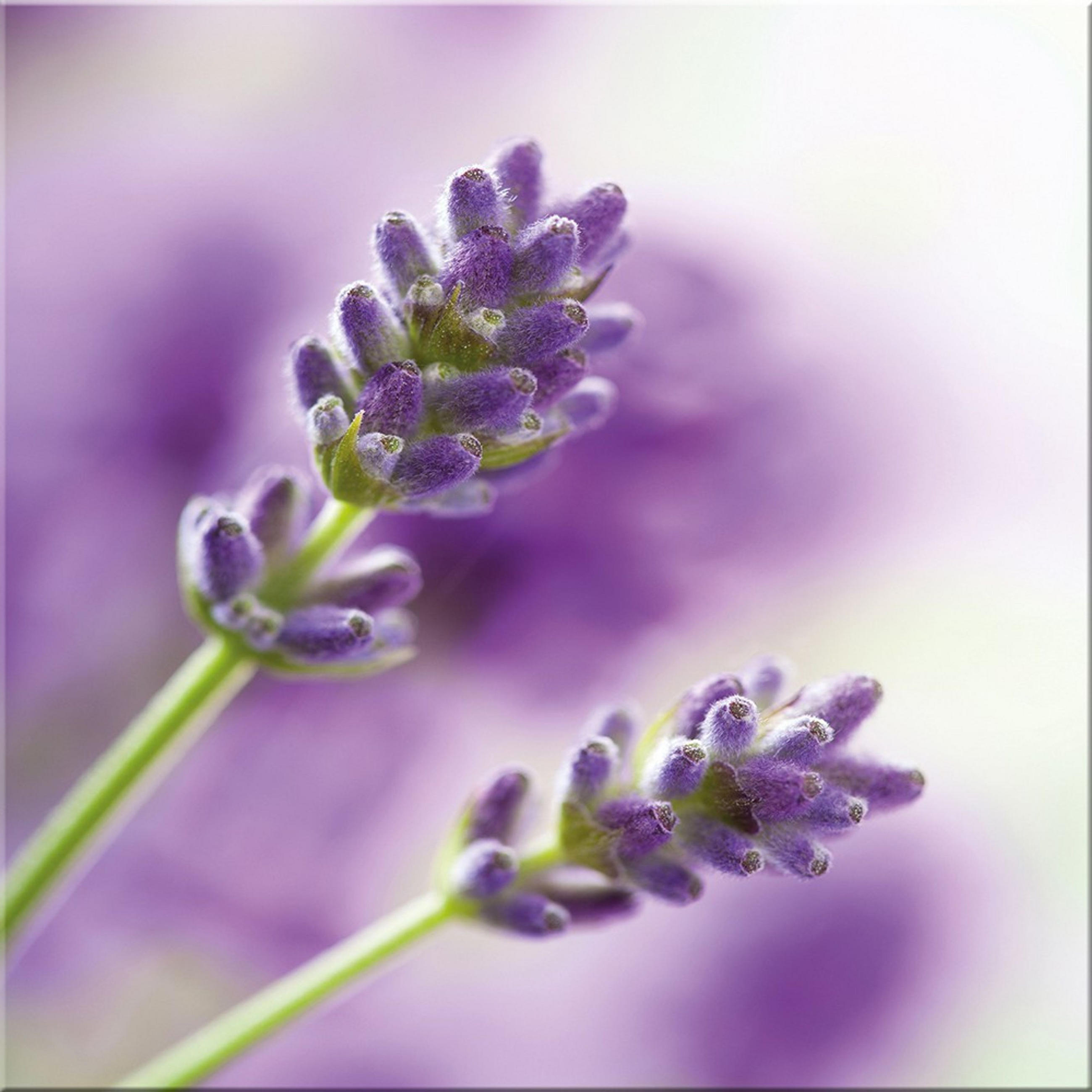 artissimo Glasbild Violett 30x30 cm