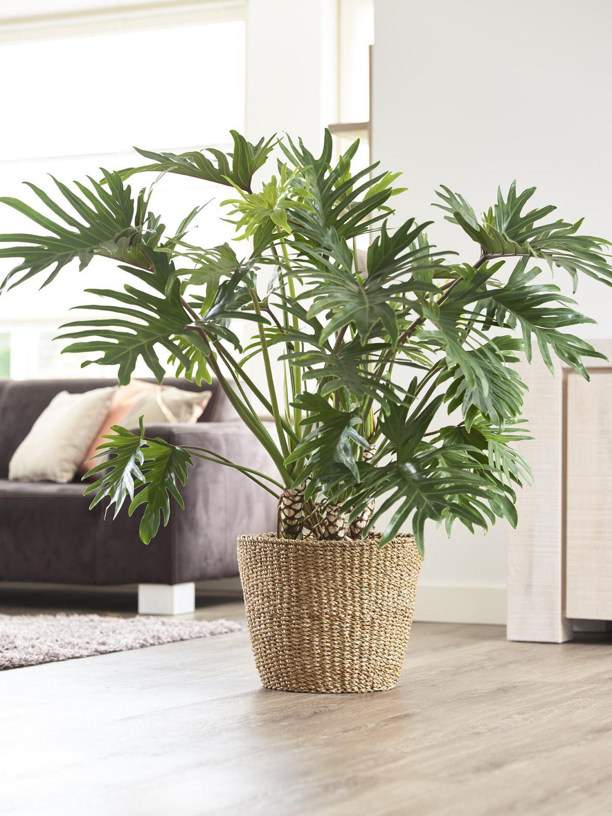 BLUMENTOPF Jip Natur Hellbraun XL 37x31cm - Naturfarben, Naturmaterialien (37/31cm) - Green boutiQ
