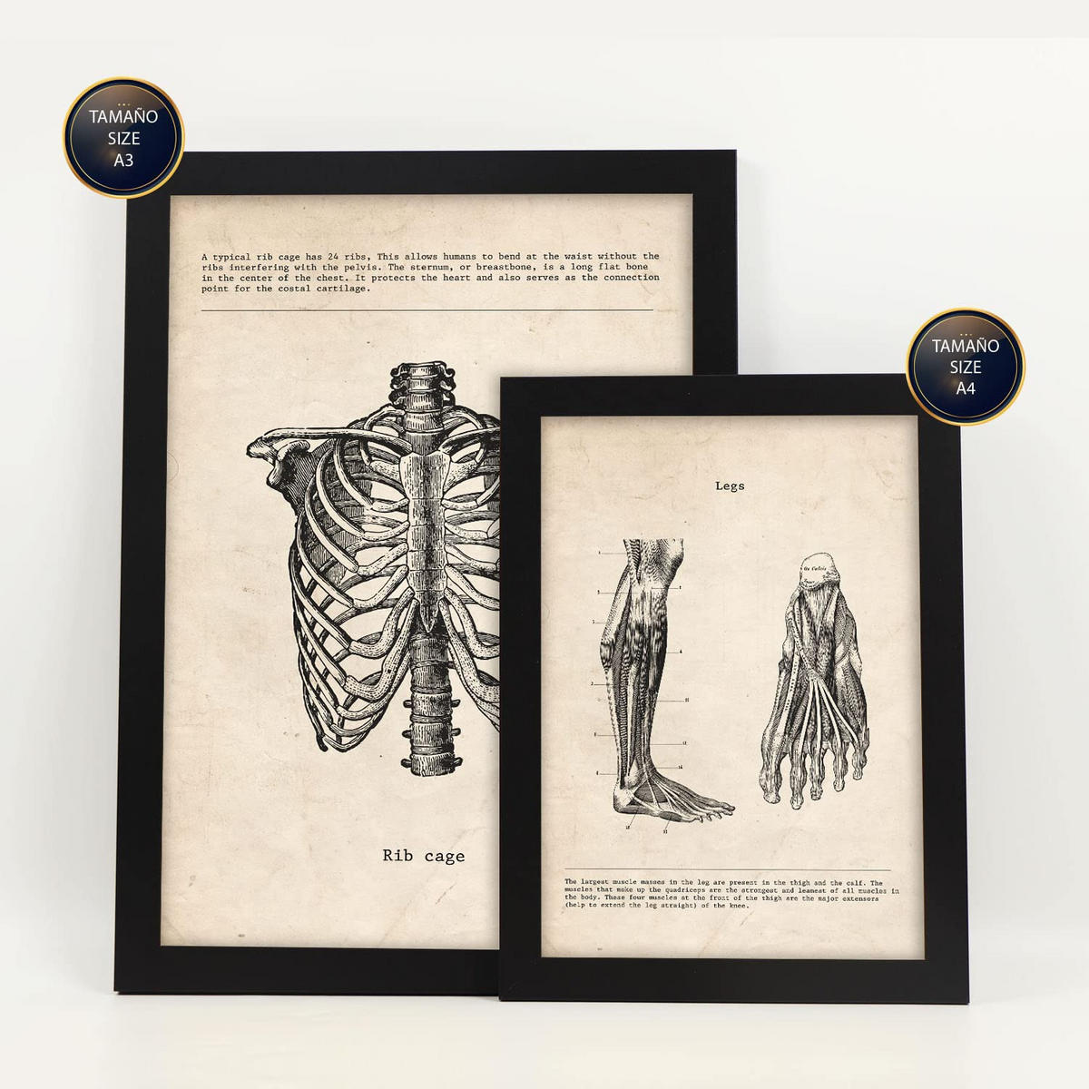 POSTER Set Mit 6 Körperanatomie Größe A3 & A4 Schwarzer Rahmen - Schwarz, Papier (29.7/1cm) - Nacnic