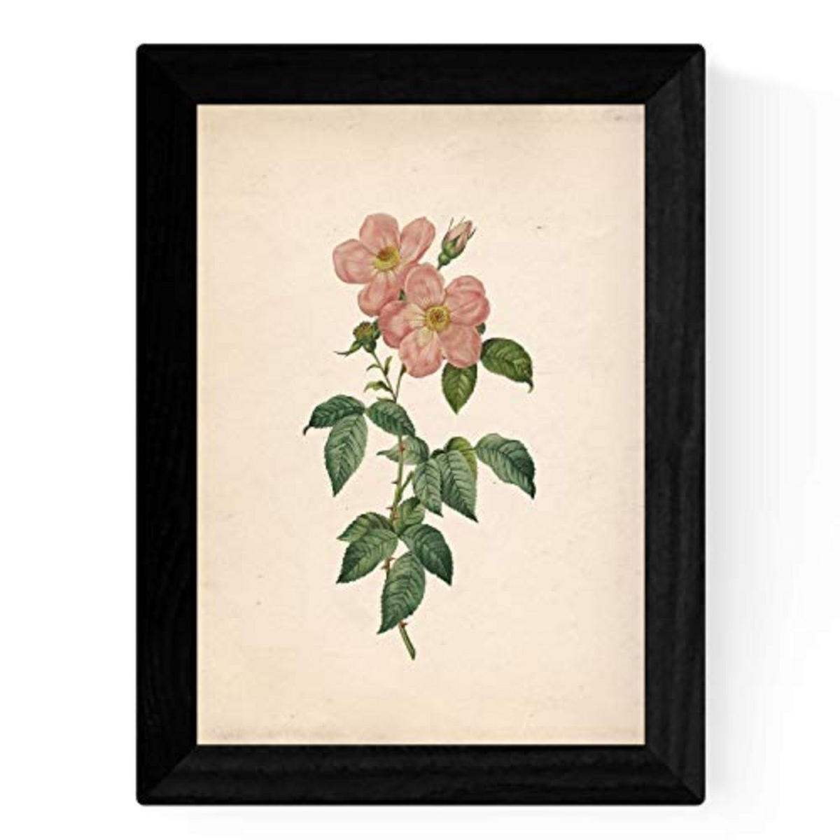 POSTER Set mit 4 Botanischen Stils Rosa weich Papier Hintergrund A4 Rahmenlos - Klar, Papier (29.7/3cm) - Nacnic