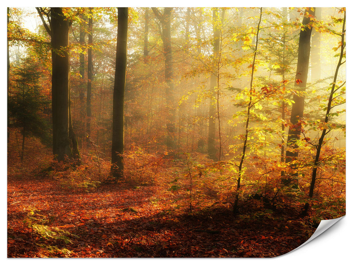 FOTOTAPETE für Wohnzimmer Herbstnebel Laubwald Bäume 350x256 - Gelb/Rot, Papier (350/256cm) - Muralo