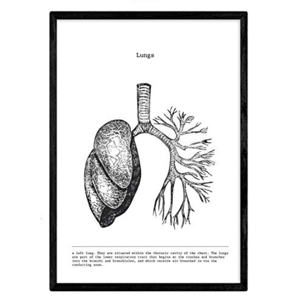 POSTER Anatomie Lunge A3 Rahmenlos - Klar, Papier (29.7/5/42cm) - Nacnic