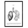 POSTER Anatomie Lunge A4 Rahmenlos - Klar, Papier (29.7/5/21cm) - Nacnic
