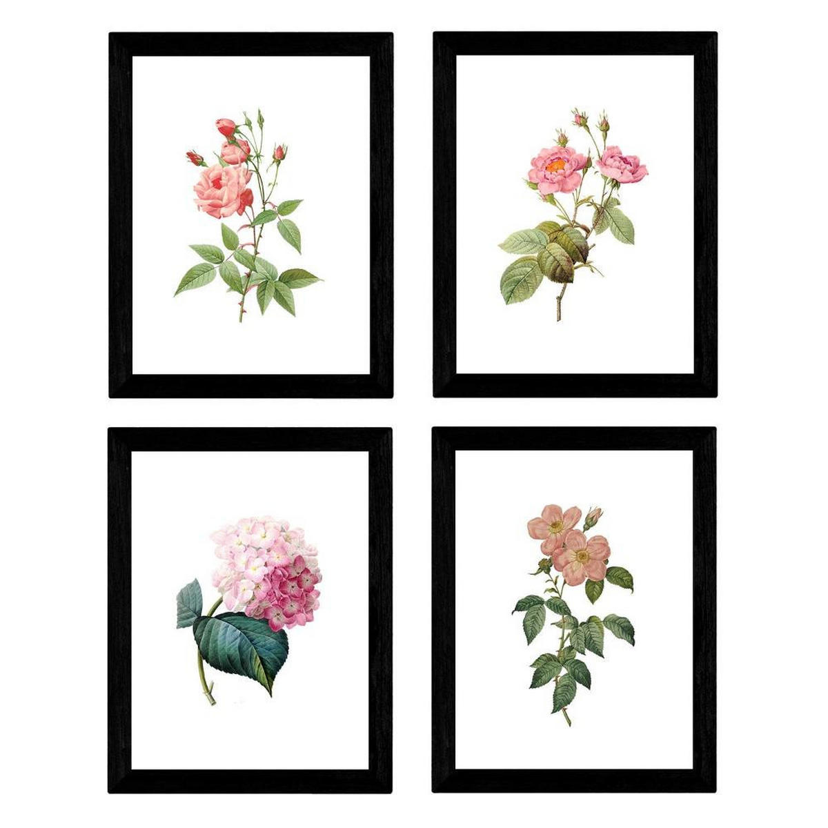 POSTER Set mit 4 Botanischen Stils Rosa weich weißer Hintergrund A4 Rahmenlos - Klar, Papier (29.7/3cm) - Nacnic