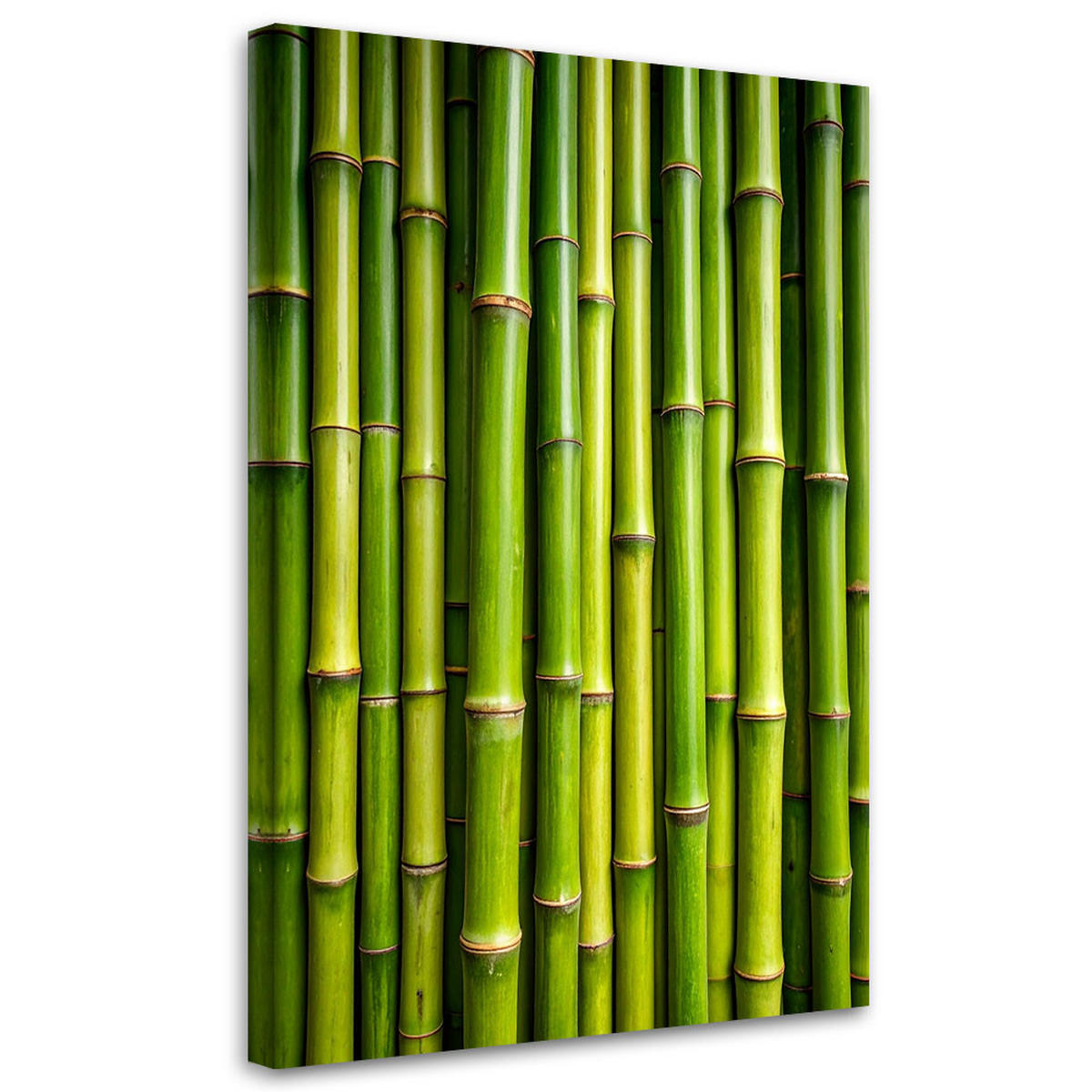 LEINWANDBILD Grüner Bambus Pflanzen 70x100cm - Grün, Textil (70/100cm) - Feeby