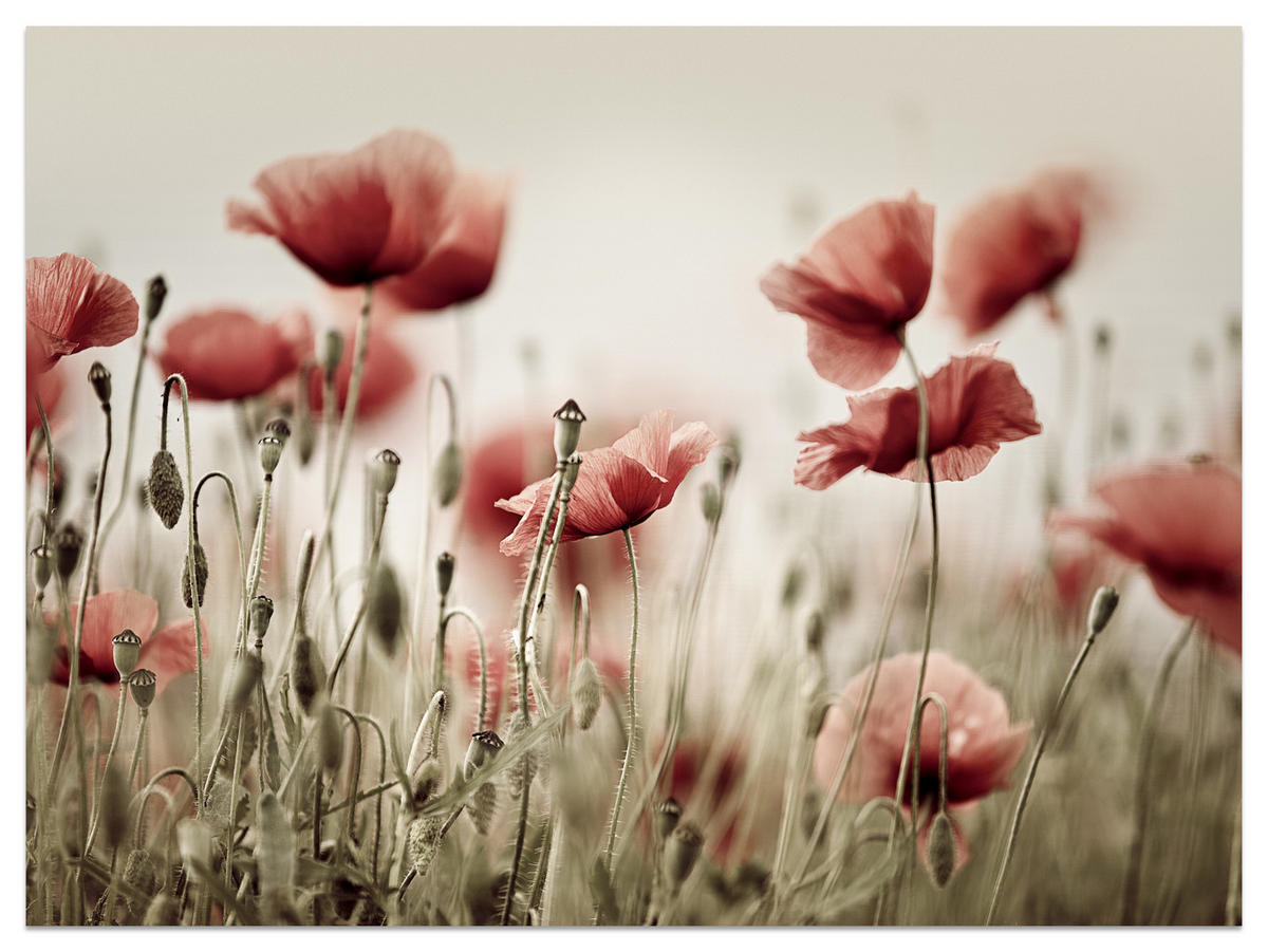 FOTOTAPETE für Wohnzimmer Zarte Mohn Blumen Wiese Rot 250x175 - Beige/Rot, Papier (250/175cm) - Muralo